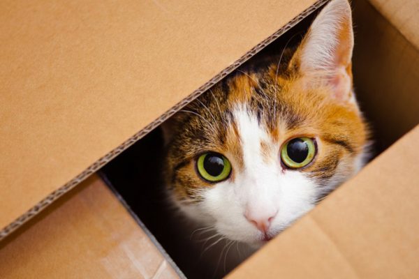 Как сделать кота счастливым