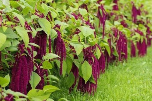 Чем полезен амарант