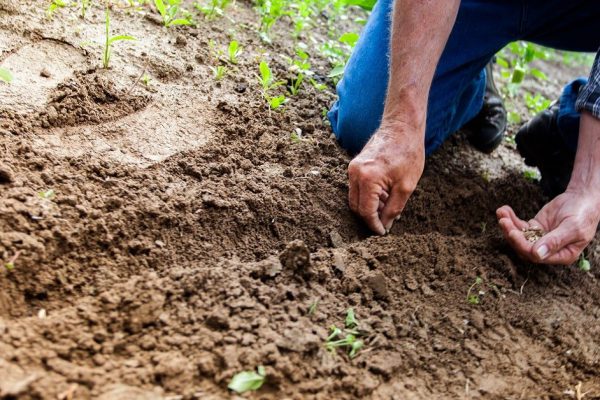 Зачем дачники берут семена укропа в аптеке