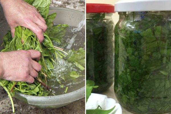 Всю зиму варили суп из щавеля, пришло время заготовить новый