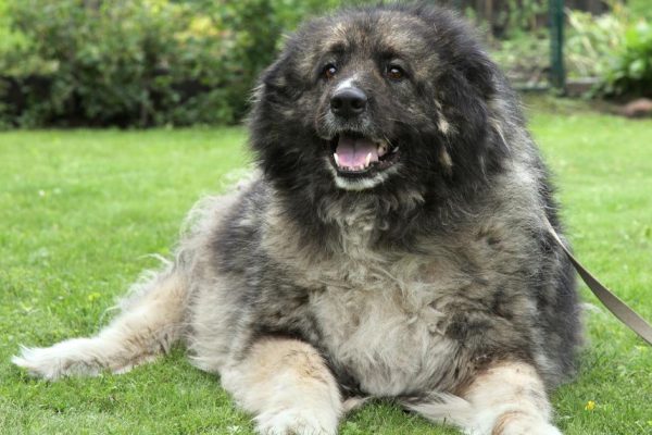 Хозяин кавказской овчарки должен пахать, как вол, иначе собаку заводить нельзя