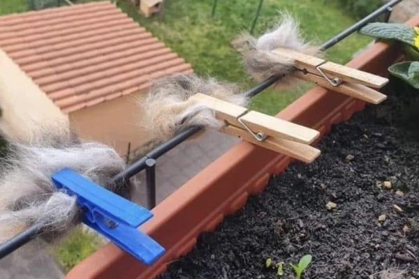 Что будет, если прицепить шерсть собаки на забор