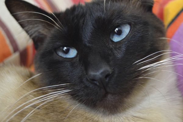 Как поступить, если ребенок приносит в дом кота, хотя мать терпеть не может кошек