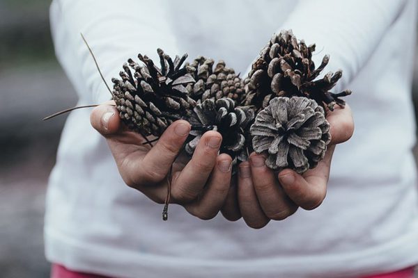 Сосед ходил в лес собирать шишки и приносил домой мешками, чтобы устроить чудо за забором