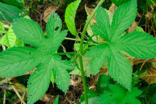 Заметив растение на своем участке, ни за что не искореняй: ни разу не сорняк