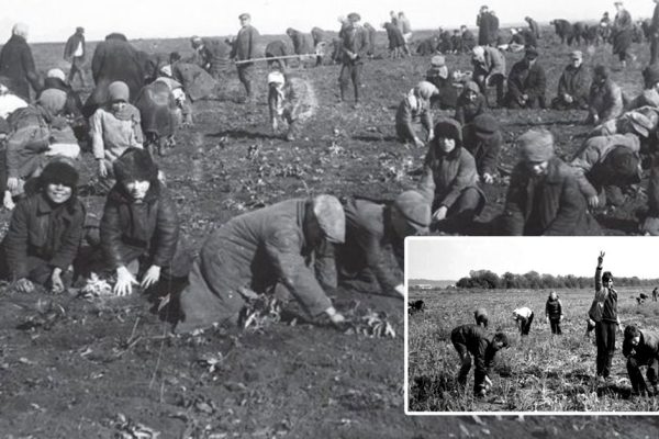 Для чего советские школьники регулярно ездили работать в колхоз