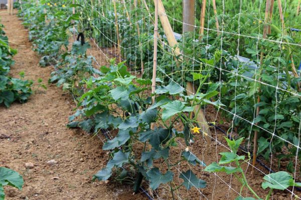 Шпалера для огурцов, с которой придется раздавать огурцы по знакомым
