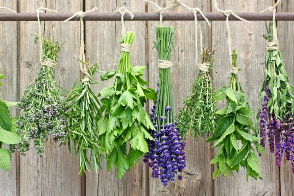 Various fresh herbs hanging on a rusty iron rod