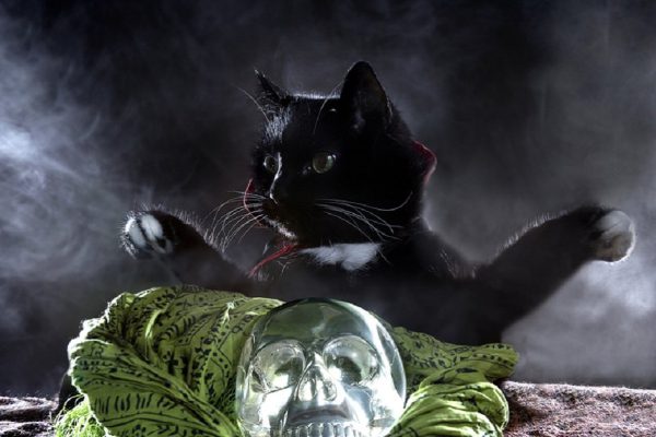 Black cat in a cape with a crystal skull on a black background