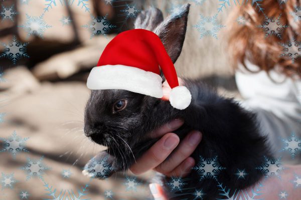 Плодовитый кролик — настоящий семьянин, символ 2023 года поможет найти любовь