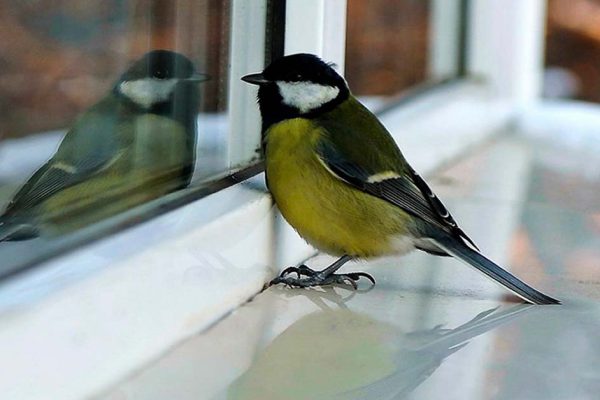 Что значит, если синица стучит в окно, и на что стоит обратить внимание