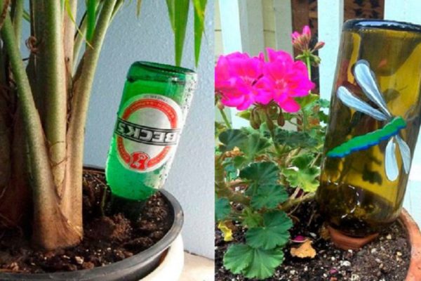 Проводница придумала способ полива комнатных растений. Сколько бы она ни находилась в рейсе, ее цветы не увядают!