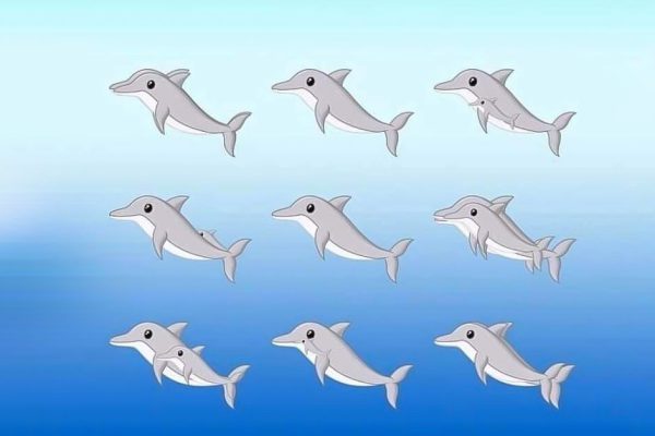 Лишь истинные умники смогут пройти дельфиний тест на внимательность, сосчитав все спрятанные особи