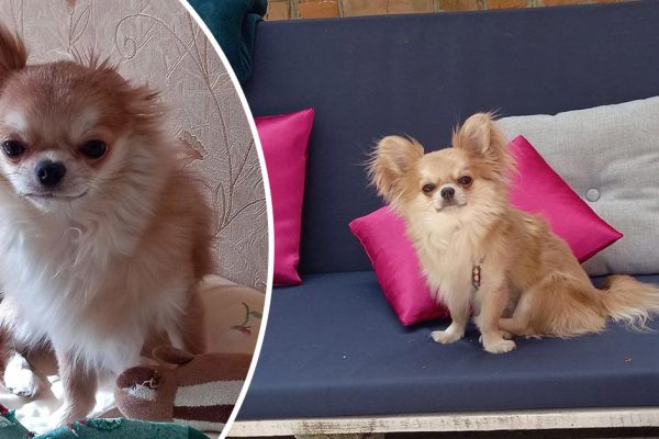 Приструнила мамашу, которая науськивала ребенка на мою собачку, чужим гладить не разрешаю