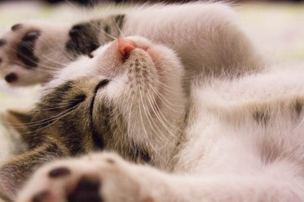 Сколько часов в сутки спят разные животные