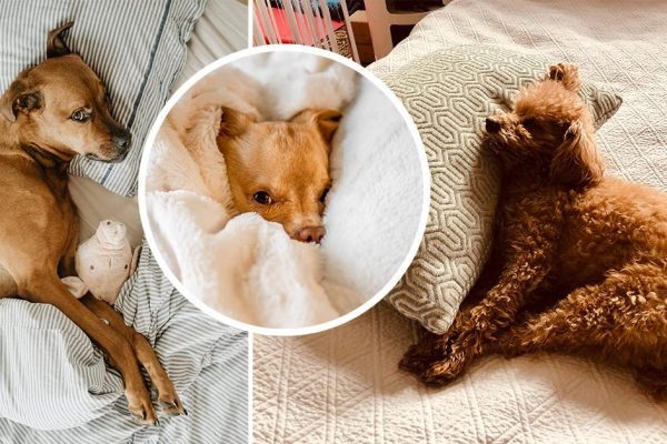 Определяем характер и настроение собаки по позе, в которой она спит