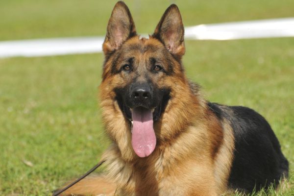 Жаль, что не придумали духи для немецких овчарок, чтобы они источали свежесть