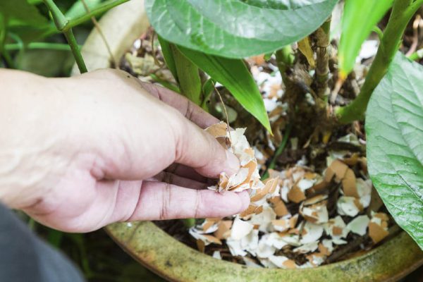 Что будет, если усиленно удобрять денежное дерево яичной скорлупой