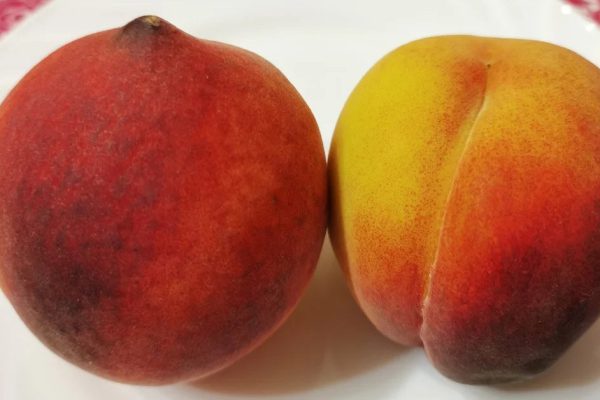 Почему персики «мальчики» слаще остальных и как их выбрать