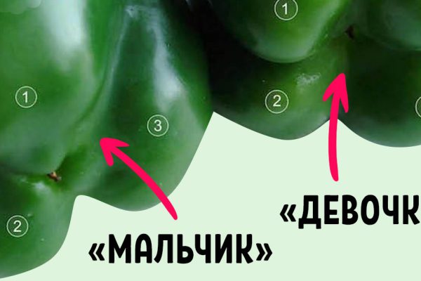 По какому признаку покупать болгарский перец, чтобы не прогадать