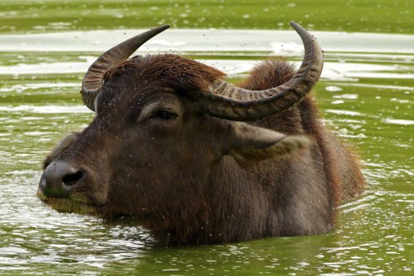 Новый год по славянскому календарю начнется 20 марта, наступит время Златорогого Тура, для каждого есть особое послание