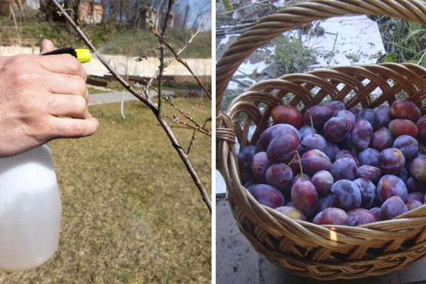 Что сделать со сливой весной, чтобы каждый цветочек превратился в сочный плод