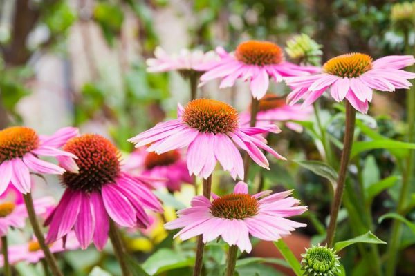 Какие цветы лучше отправить в компост