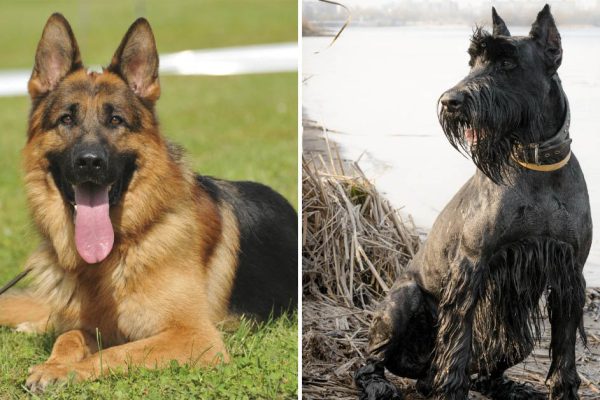 Самые верные породы собак, что могут однажды спасти твою жизнь