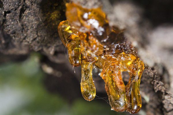 Всего 40 г этой липкой субстанции в день, и по врачам ходить больше не придется!