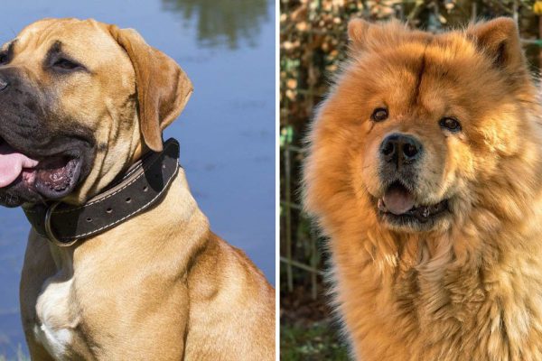 Каких собак нельзя заводить, если в доме растет ребенок