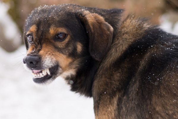 Отчего собаки неистово лают на одних людей, а к другим проявляют только дружелюбие