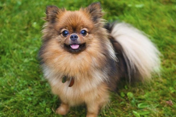 Пожилой собаковод рассказал, какие породы собак живут долго