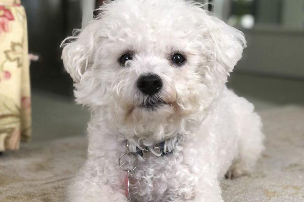 Маленькие собачки, с которыми можно реже гулять, им комфортно в квартире