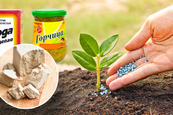 Большой гид по использованию соды, горчицы и дрожжей на огороде