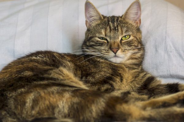 Ошибки хозяев, из-за которых коту может стать очень плохо