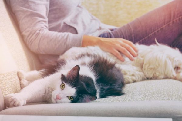 Мешают ли домашние животные содержать дом в чистоте