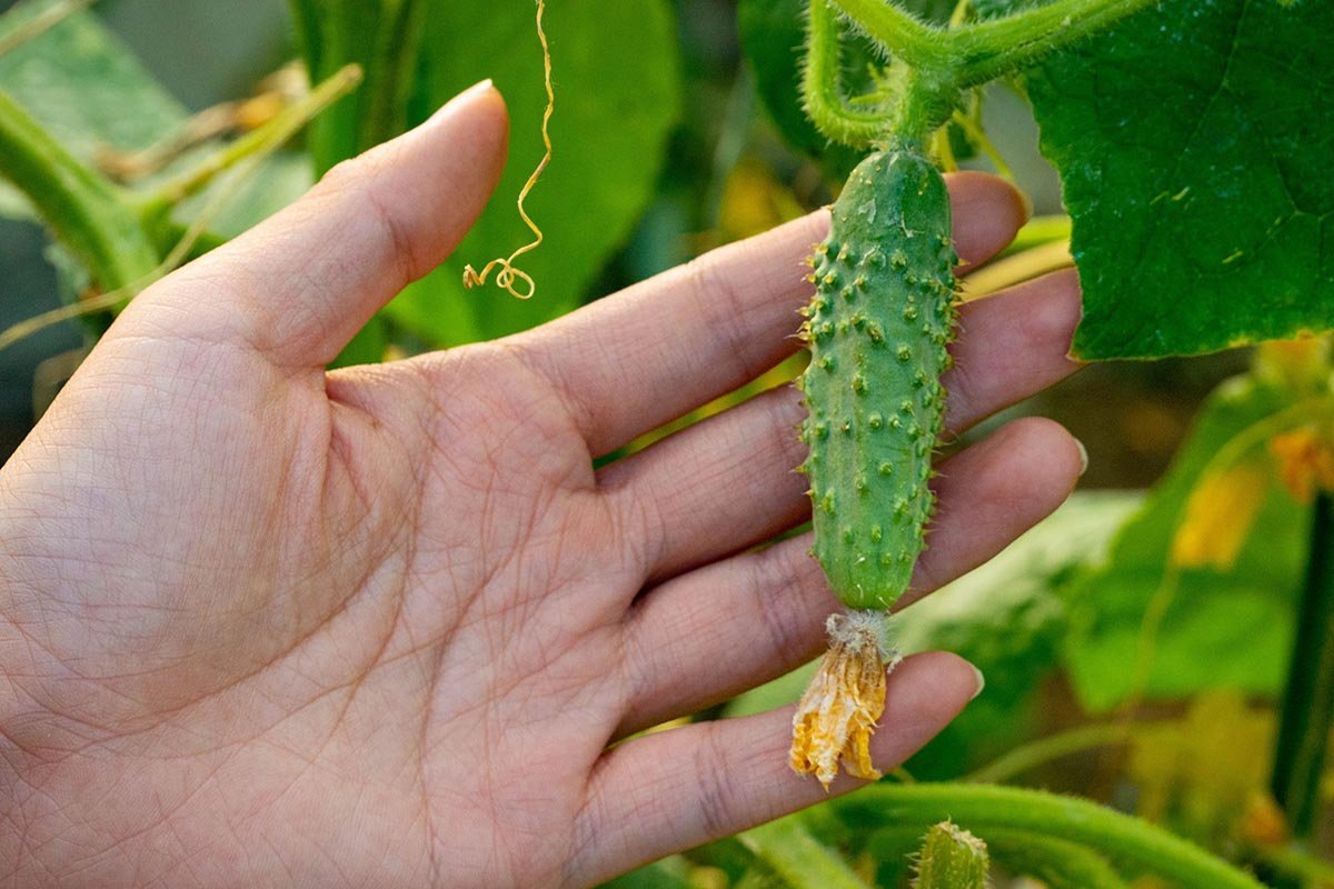 семена огруцов