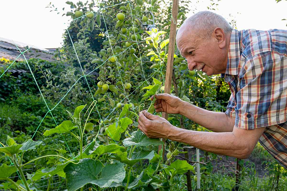 какие огурцы сажать