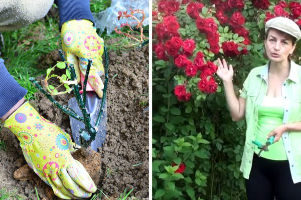 Как ухаживать за плетистой розой