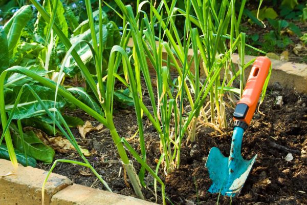 Что делать, если соседка сглазила дачный участок