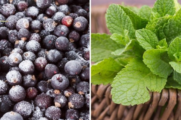 Инструкция по приготовлению острого соуса из черной смородины