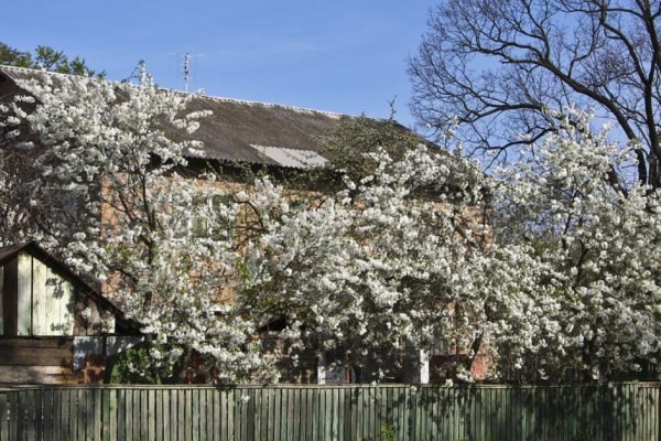 Пять лет не появлялась в заброшенном материнском доме, приехала и перестала дышать от удивления