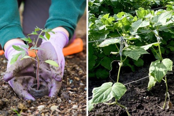 Как удвоить урожай на маленьком участке