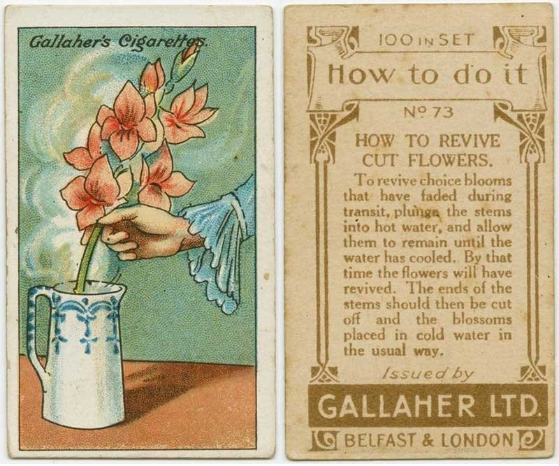 как сохранить цветы