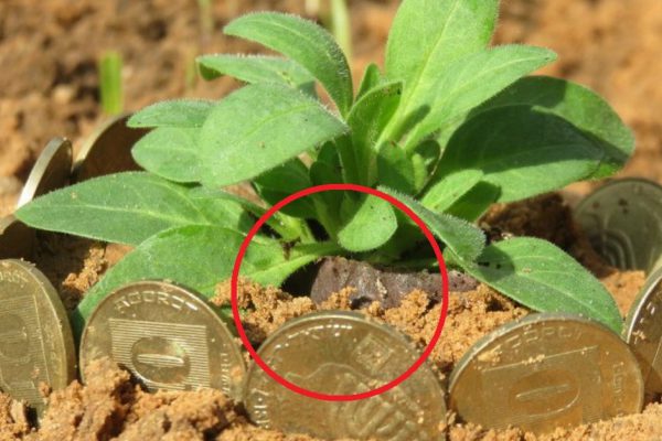 9 великолепных советов для садоводов, о которых ты наверняка раньше не слышал!