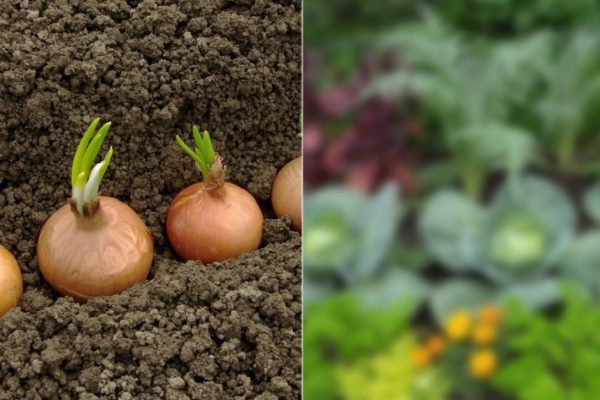 Какие овощи необходимо посадить на грядке рядом