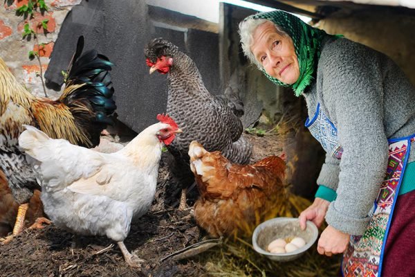 Стала «рабыней Изаурой» в доме свекрови, гроблю здоровье, ухаживая за птицей
