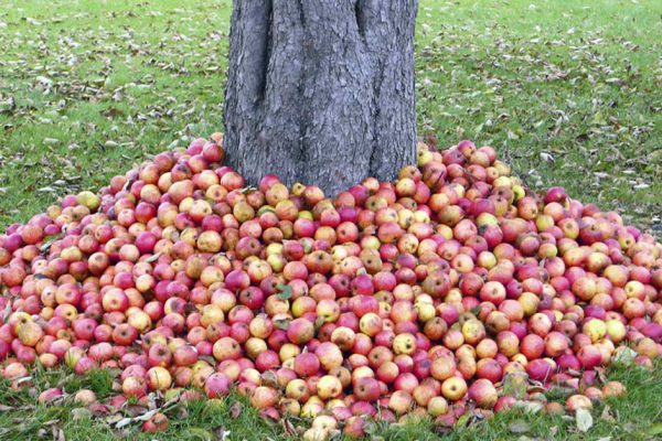 Почему опавшие яблоки нужно отнести в теплицу