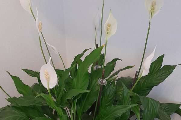 После полива своих любимых лилий мира моя мама делает одну вещь, новые бутоны трудно сосчитать