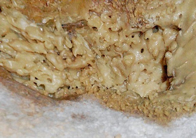 овечий сыр с опарышами